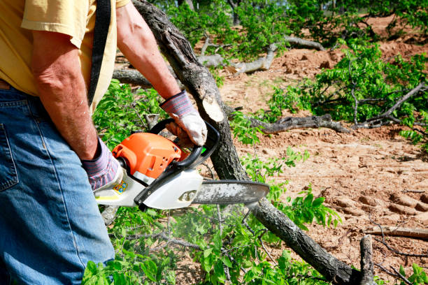 Professional Tree Service in Coleman, MI